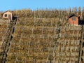 Vineyard with 2 utensils shed and blue sky