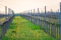 Viticulture: Vines after the pruning in the vineyard. Stuning plantation in spring. Pannonhalma Wine Region, Hungary