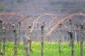 Viticulture: Vines after the pruning in the vineyard. Stuning plantation in spring. Pannonhalma Wine Region, Hungary