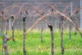 Viticulture: Vines after the pruning in the vineyard. Stuning plantation in spring. Pannonhalma Wine Region, Hungary