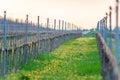 Viticulture: Vines after the pruning in the vineyard. Stuning plantation in spring. Pannonhalma Wine Region, Hungary