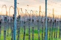 Viticulture: Vines after the pruning in the vineyard. Stuning plantation in spring. Pannonhalma Wine Region, Hungary