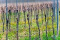 Viticulture: Vines after the pruning in the vineyard. Stuning plantation in spring. Pannonhalma Wine Region, Hungary