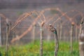 Viticulture: Vines after the pruning in the vineyard. Stuning plantation in spring. Pannonhalma Wine Region, Hungary