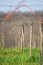 Viticulture: Vines after the pruning in the vineyard. Stuning plantation in spring. Pannonhalma Wine Region, Hungary