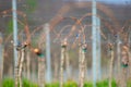 Viticulture: Vines after the pruning in the vineyard. Stuning plantation in spring. Pannonhalma Wine Region, Hungary