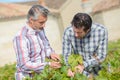 Viticulturists inspecting vine leaves Royalty Free Stock Photo