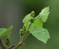 Vitis amurensis