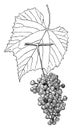 Vitis Berlandieri vintage illustration