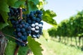 Vitis with blue grapes Royalty Free Stock Photo