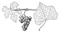 Vitis Candicans vintage illustration