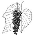 Vitis Cinerea vintage illustration