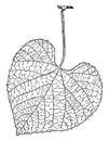 Vitis Cribaea vintage illustration