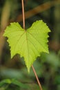 Vitis Rupestris