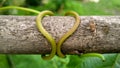 Vitis tendril twining around woody branch as support