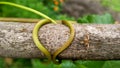 Vitis tendril twining around woody branch as support