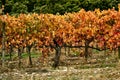 Vitis vinifera, better known as vine or grapevine, after the autumn harvest, with beautiful brown and reddish colors