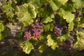 Cluster of sort `Onyx` ripe red - purple grape berries, close up