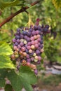 Cluster of sort `Royal` ripe red - purple grape berries, close up Royalty Free Stock Photo