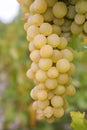 Cluster of sort `Suzi` ripe white - yellow elongated grape berries