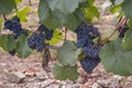 Cluster of ripe blue-black grape berries, close up Royalty Free Stock Photo