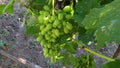 Vitis vinifera, the common grape vine, is a species of flowering plant. Bunch of green grapes growing on grape vines. Royalty Free Stock Photo