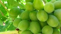 Vitis vinifera, the common grape vine, is a species of flowering plant. Bunch of green grapes growing on grape vines. Royalty Free Stock Photo