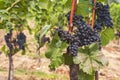 Grape vines by rows with clusters of ripe black blue grape berries. .Vineyard of The St. Clara Vineyard Royalty Free Stock Photo