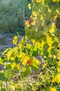 Vitis vinifera grape vine green leaves in the sun, close up Royalty Free Stock Photo