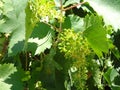 Vitis Vinifera Grape Vine green leaves in the sun. Grape embryo close up. Royalty Free Stock Photo