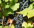 Grape vine with leaves and fruits in full sun Royalty Free Stock Photo