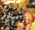 Grape vine with yellow leaves and fruits in full sun 3 Royalty Free Stock Photo