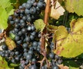 Grape vine with leaves and fruits in full sun 2 Royalty Free Stock Photo