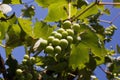 Vitis vinifera, grapes