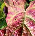 Big grape leaf in autumn colors with blue grapes Royalty Free Stock Photo