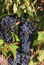 Grape vine ripe fruits