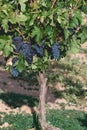 Grape vine ripe fruits