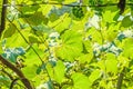 Vitis vinifera (grape vine) green leaves in the sun, close up. Royalty Free Stock Photo