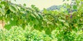 Vitis vinifera (grape vine) green leaves in the sun, close up. Royalty Free Stock Photo