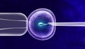 In Vitro Fertilization