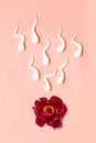 In vitro fertilization. Medical concept of artificial insemination. Red peony flower with plastic sperm forms