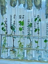 Vitro plant