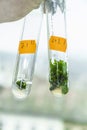 Vitro plant