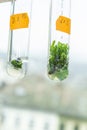 Vitro plant Royalty Free Stock Photo