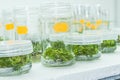 Vitro plant Royalty Free Stock Photo