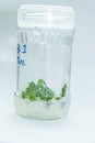 Vitro plant