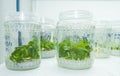 Vitro plant Royalty Free Stock Photo