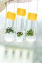 Vitro plant Royalty Free Stock Photo