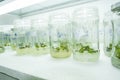 Vitro plant Royalty Free Stock Photo