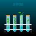 In vitro plant tissue culture